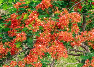 Flamboyant flowers