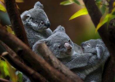 Koalas