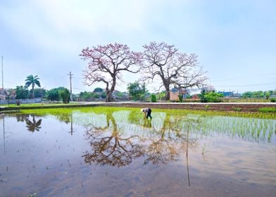 Planting rice in Spring