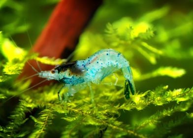 Aquarium Freshwater Shrimp