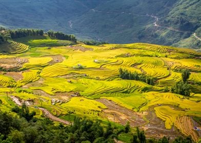 Ripen rice terraces