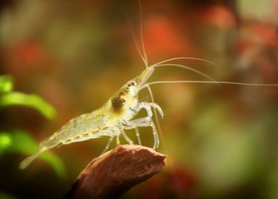 Aquarium Freshwater Shrimp