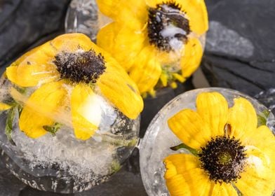 Yellow echinacea in ice 3