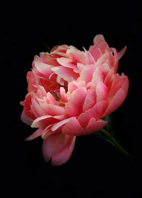 Pink peony