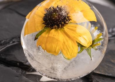 Yellow echinacea in ice 2