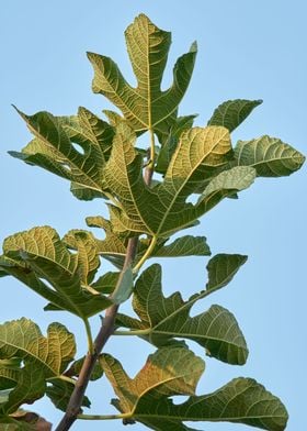 figs leaf