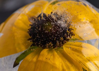 Yellow echinacea in ice 1