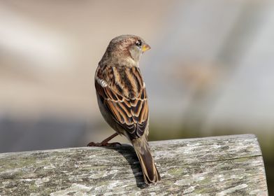 Just a sparrow