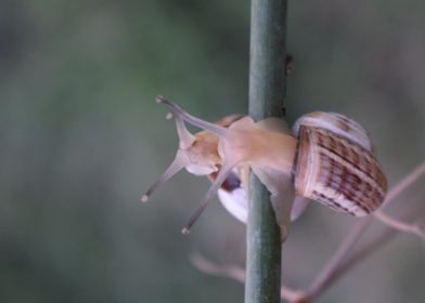 Two Cernuella Virgata 1