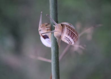 Snail love