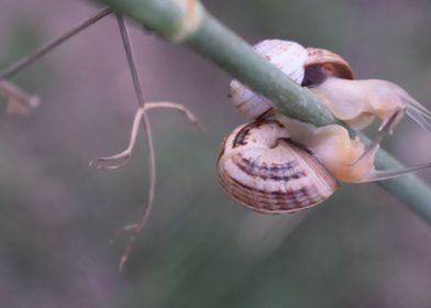 Two Cernuella virgata 2