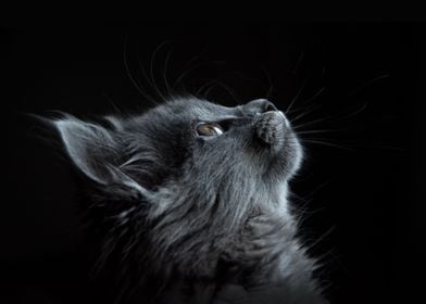 Cute gray cat