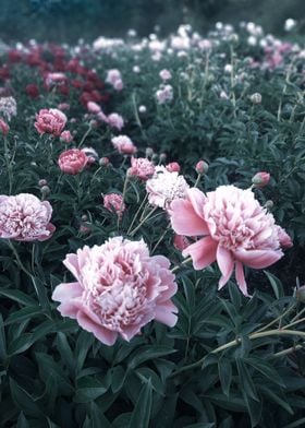 Pink peonies