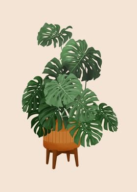 Monstera Deciosa Plant