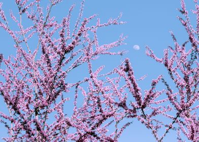 Moon in Pink