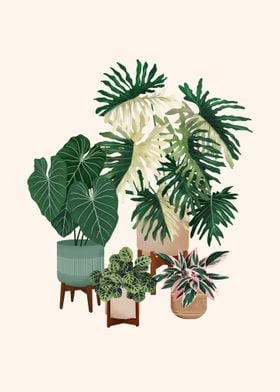 House Plants 14