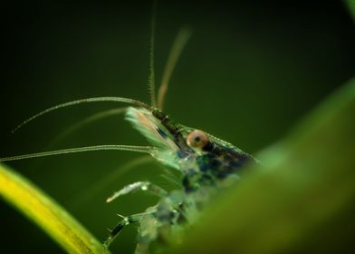 Aquarium Freshwater Shrimp