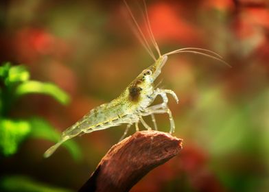 Aquarium Freshwater Shrimp