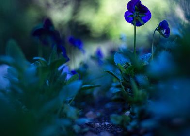 Flowers Shade