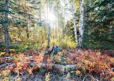 Fall Colors Wide Angle