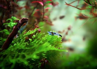 Aquarium Freshwater Shrimp