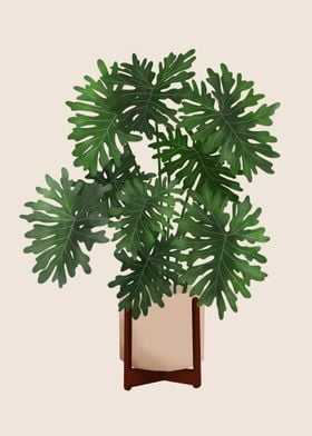 Philodendron Selloum 2