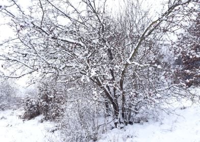 Briar in the snow