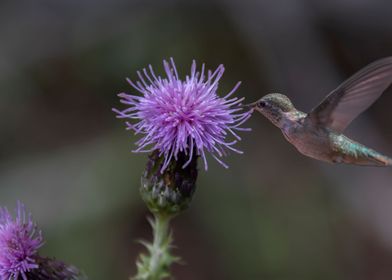 Thistle Hummingbird