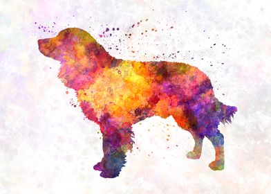 American Water Spaniel  