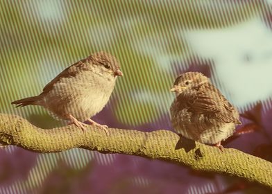 sparrows