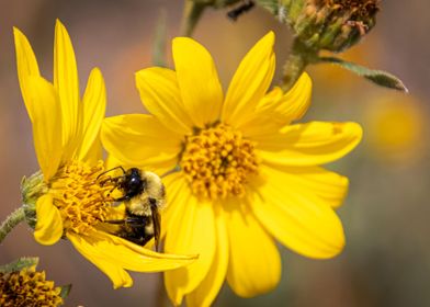 Sunflower Bumble