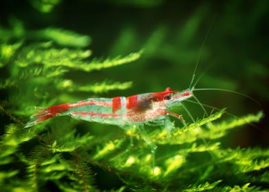 Freshwater Shrimp aquarium