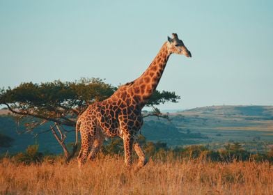 The Giraffe