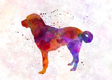 Anatolian Shepherd Dog