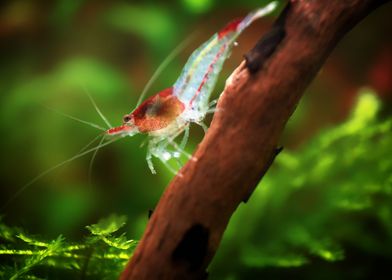 Freshwater Shrimp aquarium