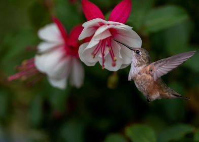 Fushia Hummingbird