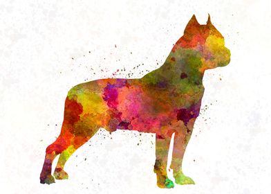 American Staffordshire