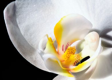 inside an orchid