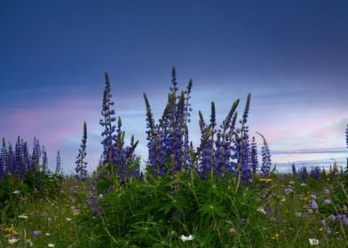 Lupines