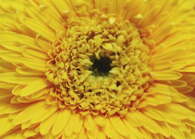 A yellow flower