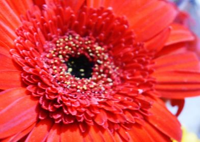 A red flower