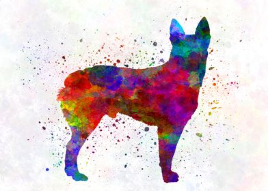 Australian Stumpy Tail 