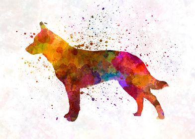 Australian Cattle Dog 