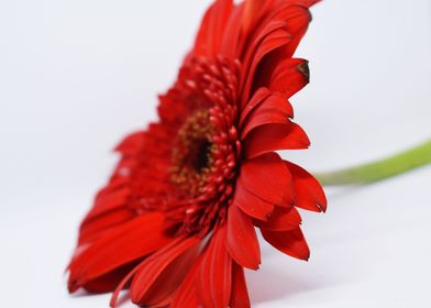 A red flower