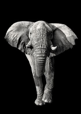 Elephant Full Figure