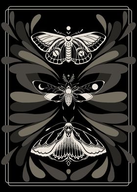 Insomniac Butterflies 