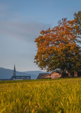 Sunset Autumn Tree