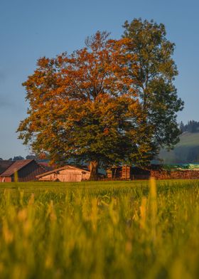 Autumn Tree at the Farm