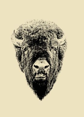 Bison head