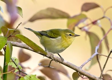 Tennessee warbler in tree